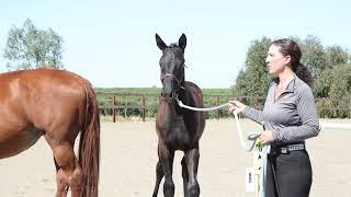 Drakesbad WSS Hanoverian Inspection 10-01-2022