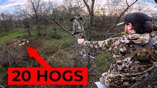 CATCH CLEAN COOK Oklahoma Wild Pig With The Bow