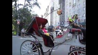 Amazing Horse Carriage Rides in New York, Central Park, Manhattan