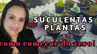 SUCULENTAS PLANTAS, como começar do zero!