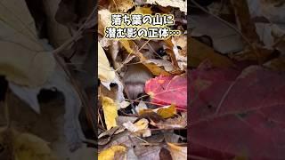 イッヌの動画見てニヤけたら負けwww #ゴールデンレトリバー #犬 #犬のいる暮らし #いぬ #かわいい #癒し #ペット #2ch動物スレ