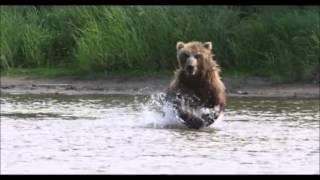 The Great Bear Scare of 2016