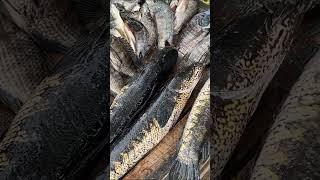 Best Village Fish Market In Sri Lanka