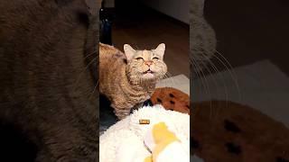 Грустный кот просит пиво Наполнитель Felino как у меня можно по Арт. WB: 98527925🫶