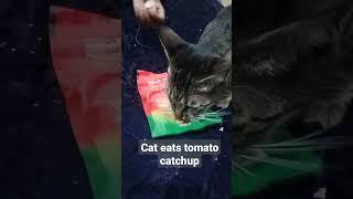 have you ever seen a cat eating tomato  ketchup|@cats | @cutecats