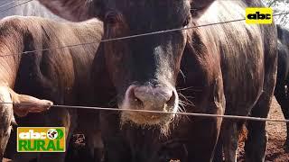 Abc Rural: En 12 meses logran animales listos para frigorífico