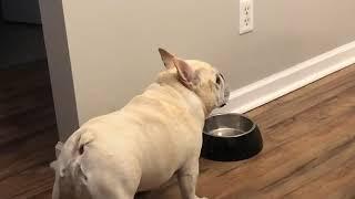 Cashew The French Bulldog Is On Diet And He Is Not Happy About It!!