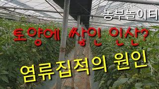 농사 망치는 이유! 인산질 퇴비 과다 연작 피해ㆍ염류집적 장애를 해결? 킬레이트제 DTPA처리기술 토마토 딸기 복숭아 자두 사과 포도 볏짚 우분 돈분 계분