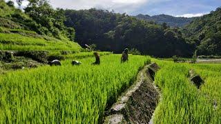 Village life in Nagaland/Farmers at Paddy field/Naga lifestyle