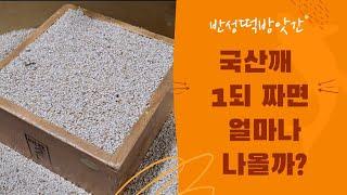 국산깨 1되 짜면 얼마나 나올까? |korea sesame seeds|