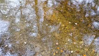 Rain falling on the reflections of trees in a puddle of water, in autumn