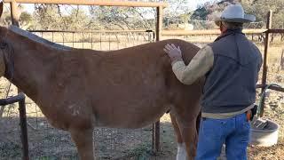 How to groom your mule!