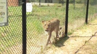 Alabama Gulf Coast Zoo welcomes three new African Lions