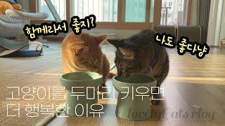 고양이를 두마리 키우면 더 좋은점 5가지│5 Benefits of Having Two Cats