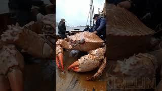 You Won't Believe the Size of These Alaskan Crabs!