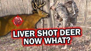 Liver Shot Deer Now What?