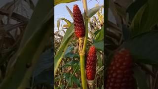 Red Corn Tree  #shorts #youtubeshorts #shortsvideo