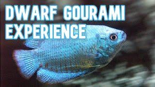 Dwarf Gourami | My Experience Keeping