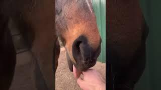 Who doesn't love scratches? #horse #farmlifefun #equestrian #horses #fyp #shorts #funny #animals