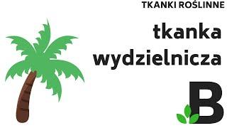 tkanka WYDZIELNICZA - TKANKI roślinne stałe - KOREPETYCJE z BIOLOGII - 298