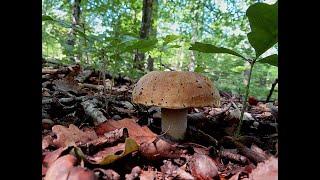 Ein Tag im Schönbuch  - 21.06.2021 - A day in the Schönbuch forests