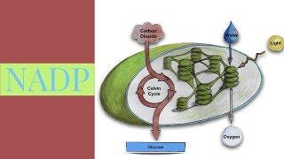 NADP-NEW Video-Leaving Cert Biology