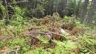 Walking Through Logging Site