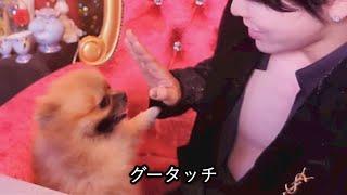 涼風つばきと愛犬むぎ