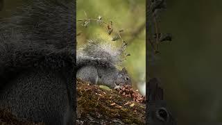 Western Gray Squirrel - sound added after shoot - see how it works.