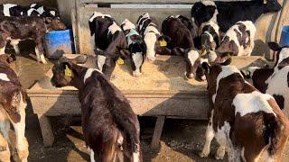 Intelligent Calf Raising Technique at Al Riza Dairy Farm