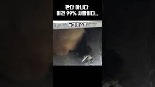 판다 아니다 이건 99% 사람입니다!