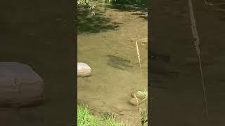 Salmon migration||salmon run #shorts #shortsvideo #salmonrun #salmon #fishing #shortsyoutube