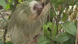 Is it a Sloth or a Coconut? | The Sloth Conservation Foundation | Costa Rica