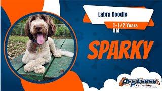 Amazing Transformation | Sparky | Labra Doodle | Cincinnati Dog Trainers Off Leash K9 Training