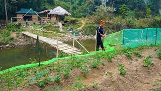 Build a new solid fence to protect the potato garden, Lý Mai Farmer