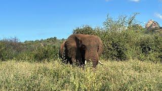 Ngasha's Grand Entrance | Sheldrick Trust