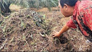 Menimbun Limbah Panen Sawit Ke Tanah, Hasilnya Luar Biasa