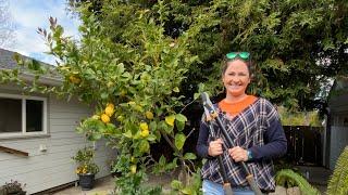 How to Prune a Lemon Tree Using Tree Science as a Guide