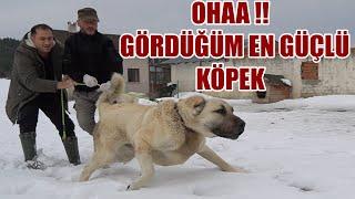 OHAA ! GÖRDÜĞÜM EN GÜÇLÜ KÖPEK !! ( KARADENİZ'İN DEV ANADOLU ÇOBAN KÖPEKLERİ ! ) KASTAMONU , KANGAL