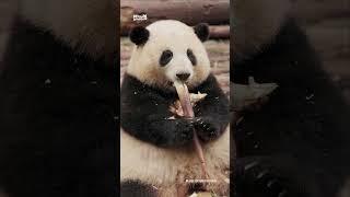 熊猫吃笋反差