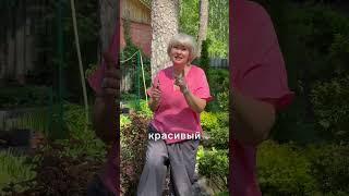 Секрет, чтобы хвойные никогда не болели