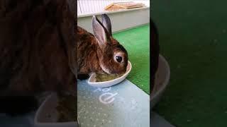 Rabbit eats Oxbow Critical Care anise