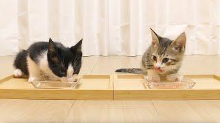 ２週間ぶりに再会した兄弟子猫が幸せそうに食べる様子がかわいすぎました