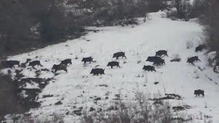 BÜYÜK SÜRÜ  /  WILD BOAR HUNTING ( big flock )