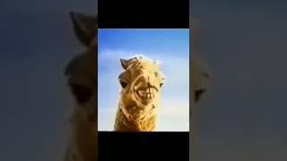 1992 Funny Camel Cigarette Commercial