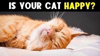 11 SIGNS Your CAT is HAPPIER Than You Think!  (Pay attention to #7)