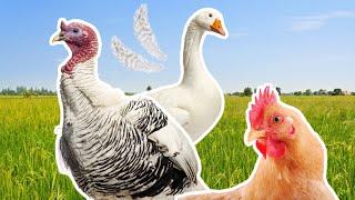 All Farm Birds video and sounds | hens, turkey, ducks, geese