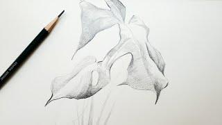 【Ranye Yu】绘画过程丨铅笔画 龟背竹叶子 17分钟无剪辑 Pencil drawing of bamboo leaves on turtle back