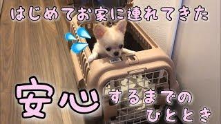 初めてお家に連れて来た子犬チワワが安心するまでのひととき【みるく】【可愛い】【dog】【puppy】