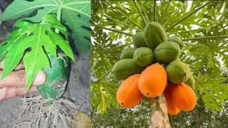 How to grow papaya tree from papaya cutting, growing papaya tree at home